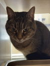 adoptable Cat in Salinas, CA named Nala