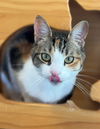 adoptable Cat in Salinas, CA named Mocha