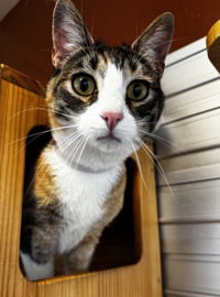 adoptable Cat in Salinas, CA named Pixie