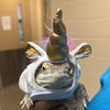 adoptable Lizard in Salinas, CA named Pancake