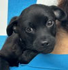 adoptable Dog in Salinas, CA named Dunkin