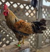 adoptable Chicken in Salinas, CA named Corn Cob