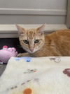 adoptable Cat in  named Princesita