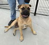 adoptable Dog in  named Thor