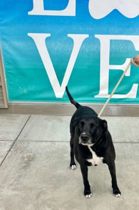 adoptable Dog in Salinas, CA named Asta
