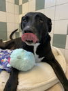 adoptable Dog in  named Asta