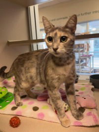 adoptable Cat in Salinas, CA named Mochi