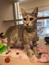 adoptable Cat in  named Mochi