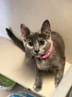 adoptable Cat in Salinas, CA named Piper