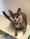 adoptable Cat in  named Piper