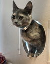 adoptable Cat in  named Pixie