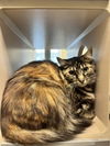 adoptable Cat in  named Dini