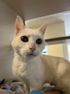 adoptable Cat in  named Milkshake