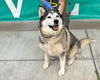 adoptable Dog in  named Elsa