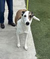 adoptable Dog in  named Ivar