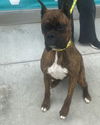 adoptable Dog in  named Roxy