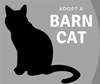 adoptable Cat in  named Barney