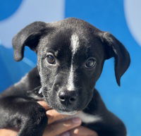 adoptable Dog in Salinas, CA named Charlotte