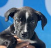adoptable Dog in  named Charlotte