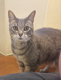 Gracie, an adoptable Domestic Short Hair in Salinas, CA