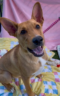 Dyson, an adoptable American Pit Bull Terrier in Salinas, CA