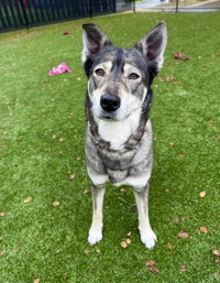 Estella, an adoptable German Shepherd Dog in Salinas, CA
