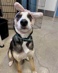 Thor, an adoptable Collie in Salinas, CA