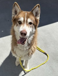 Adonis, an adoptable Siberian Husky in Salinas, CA