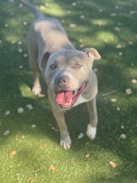 Vally, an adoptable American Pit Bull Terrier in Salinas, CA