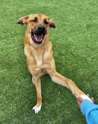 Tj, an adoptable Shepherd in Salinas, CA