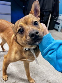 Mikey, an adoptable Chihuahua in Salinas, CA