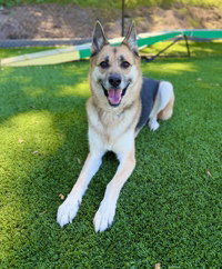 Sasha, an adoptable Siberian Husky in Salinas, CA