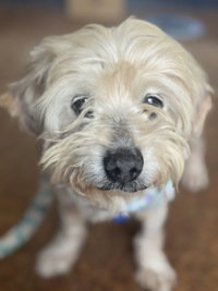 Max, an adoptable Terrier in Salinas, CA
