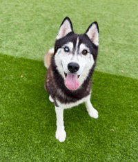 Zeus, an adoptable Siberian Husky in Salinas, CA