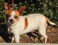 Bon Bon, an adoptable Chihuahua in Salinas, CA