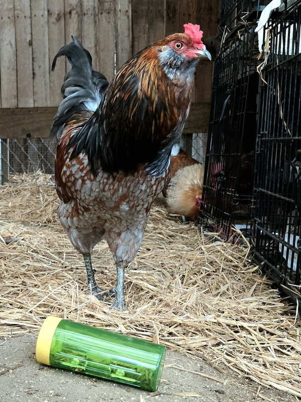 Pepsi