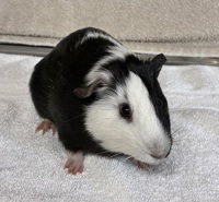 Scottie
