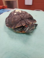 Mildred