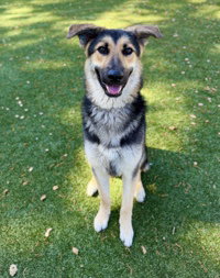 Aelin, an adoptable German Shepherd Dog in Salinas, CA