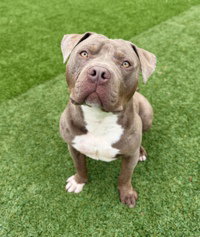 Chivito, an adoptable American Pit Bull Terrier in Salinas, CA