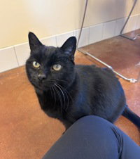 Steven, an adoptable Domestic Medium Hair in Salinas, CA