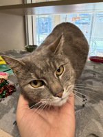 Blue, an adoptable Domestic Short Hair in Salinas, CA