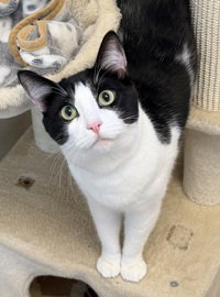 Oreo, an adoptable Domestic Short Hair in Salinas, CA