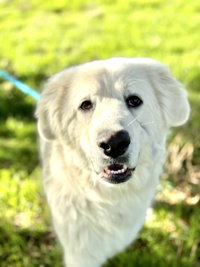 Apollo, an adoptable Great Pyrenees in Salinas, CA