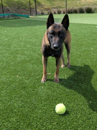 Jax, an adoptable Belgian Shepherd Dog Sheepdog in Salinas, CA