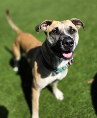 Mahina, an adoptable Labrador Retriever in Salinas, CA