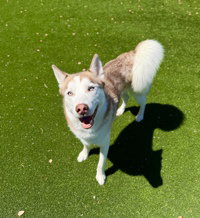 Koa