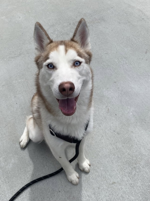 Koa