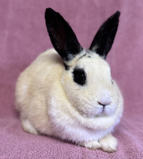 Bunita