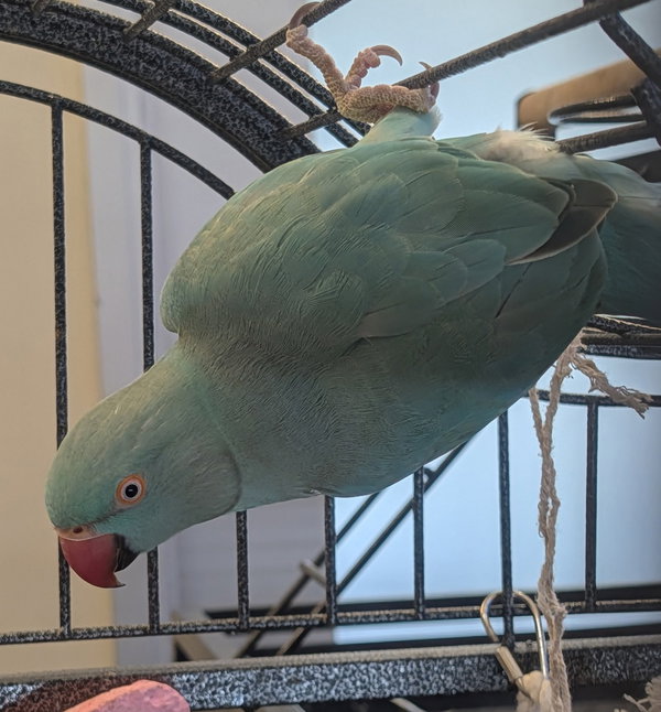 Chloe